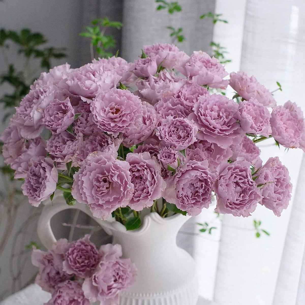 Libellula Japanese Florist Shrub Rose