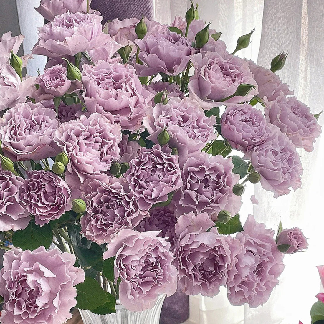 Libellula Japanese Florist Shrub Rose