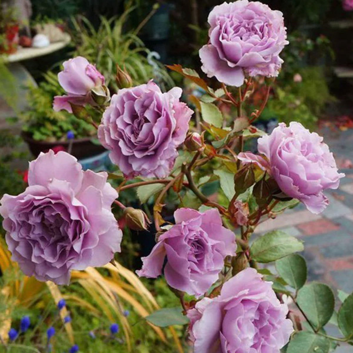 Libellula Japanese Florist Shrub Rose