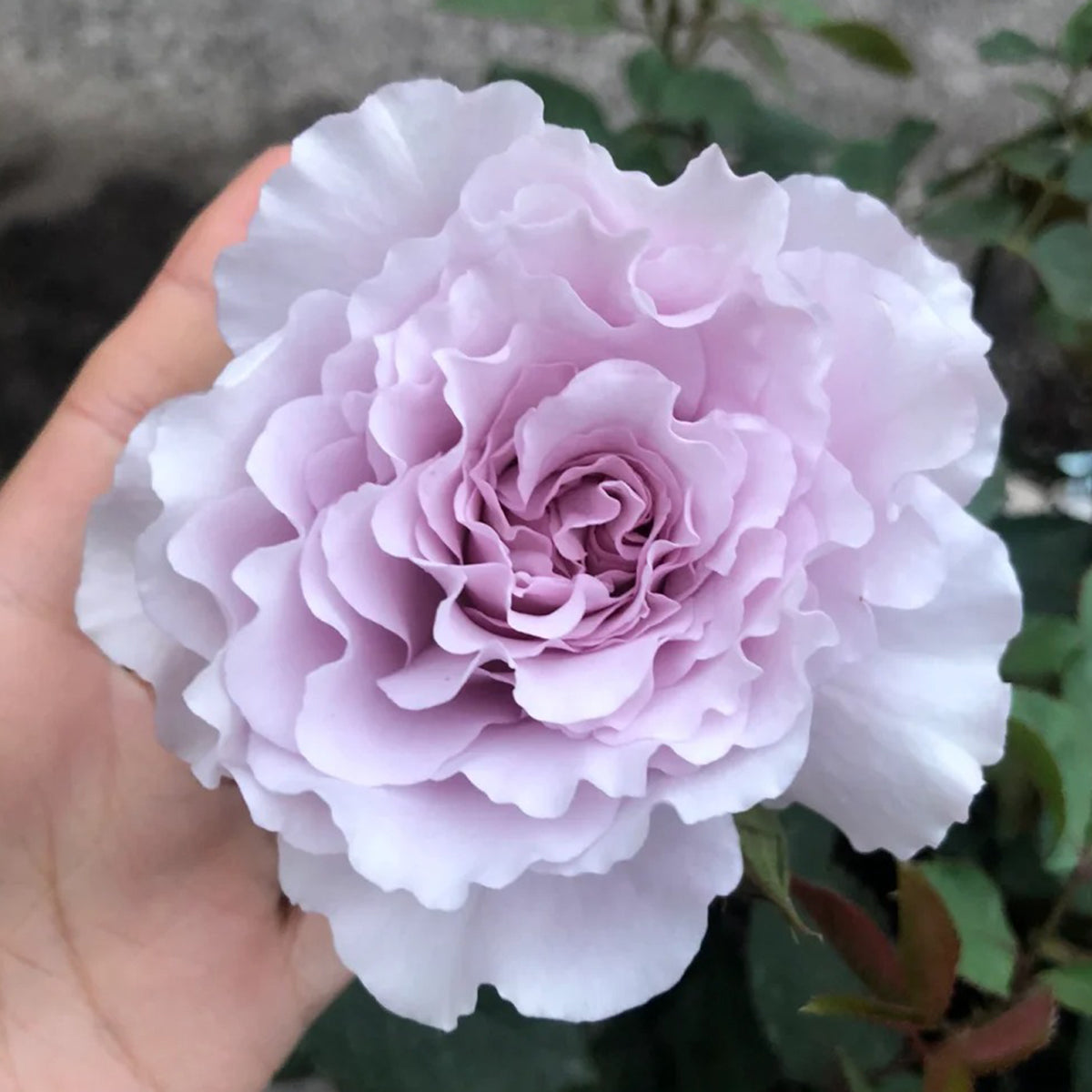 Libellula Japanese Florist Shrub Rose