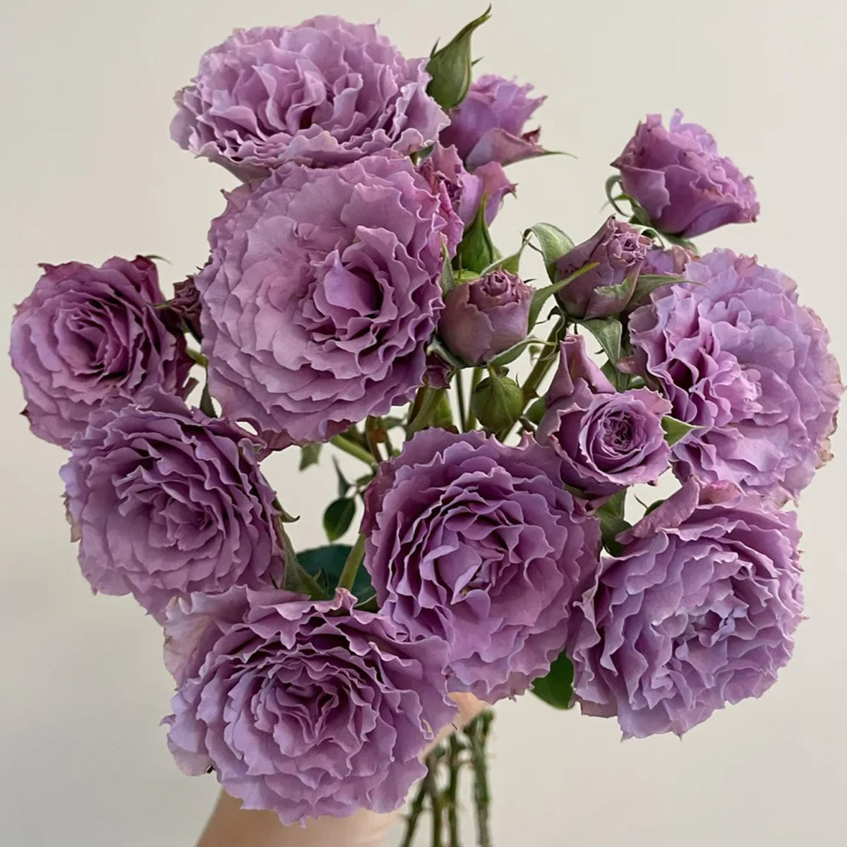 Libellula Japanese Florist Shrub Rose