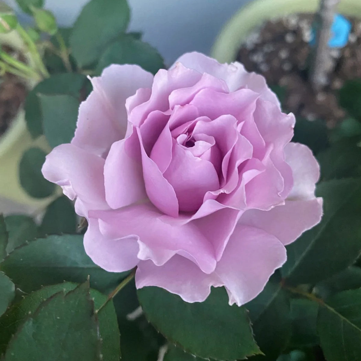 Libellula Japanese Florist Shrub Rose