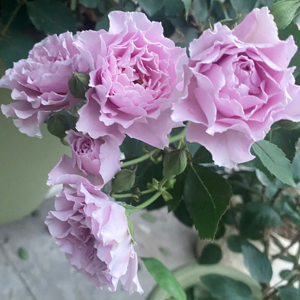 Libellula Japanese Florist Shrub Rose