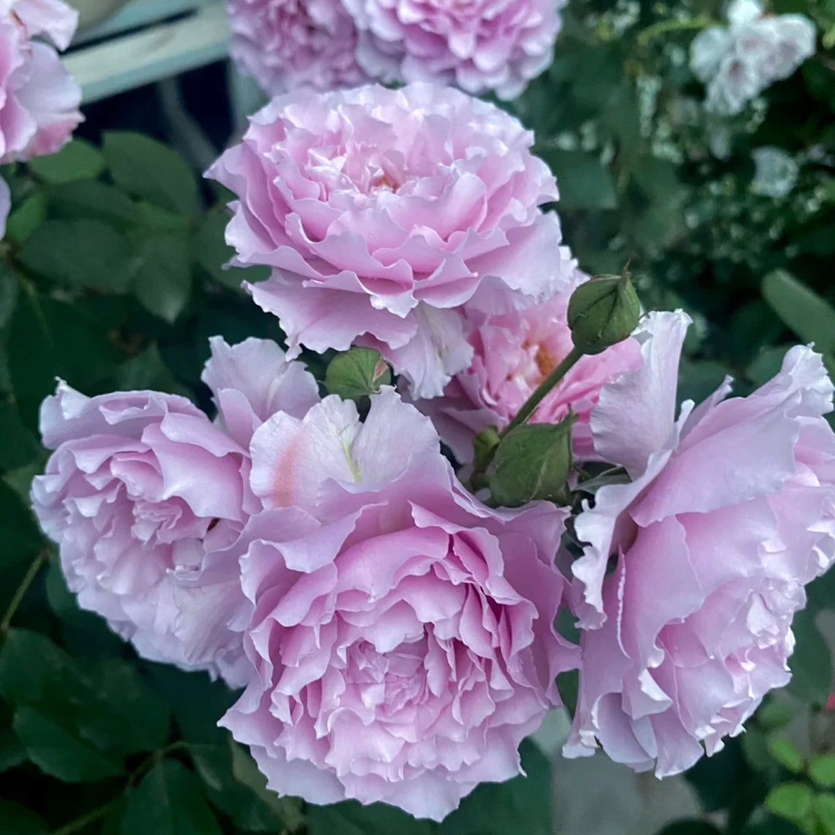 Libellula Japanese Florist Shrub Rose
