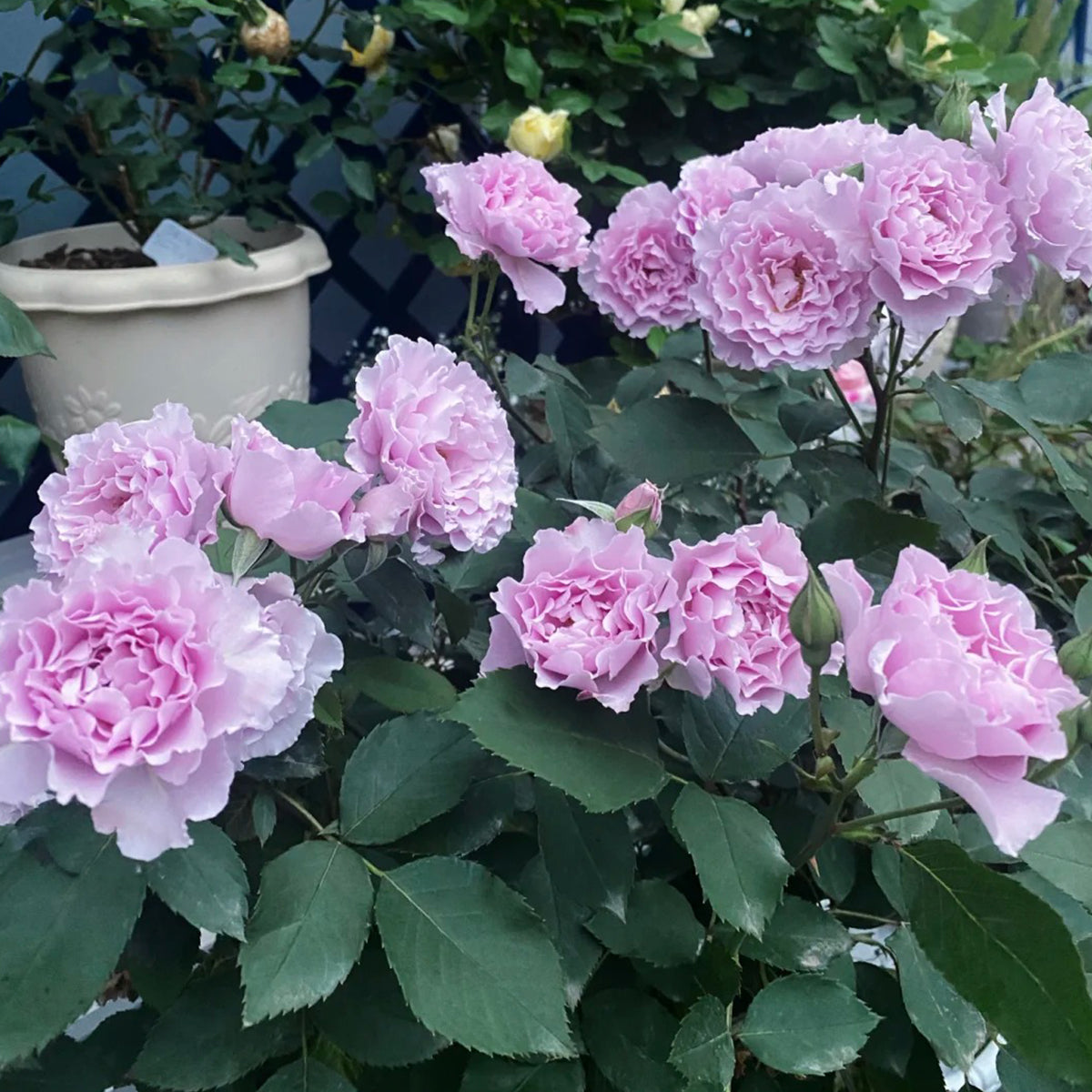 Libellula Japanese Florist Shrub Rose