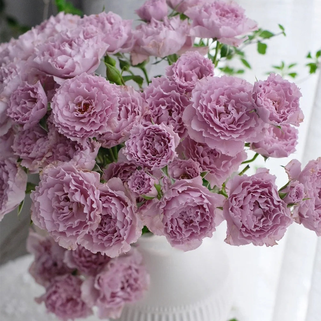 Libellula Japanese Florist Shrub Rose