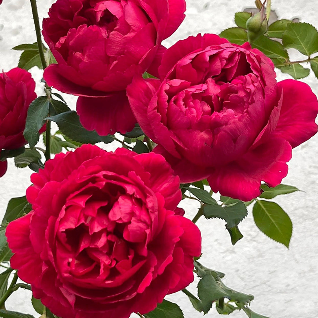 Ligare Japanese Garden Shrub Rose