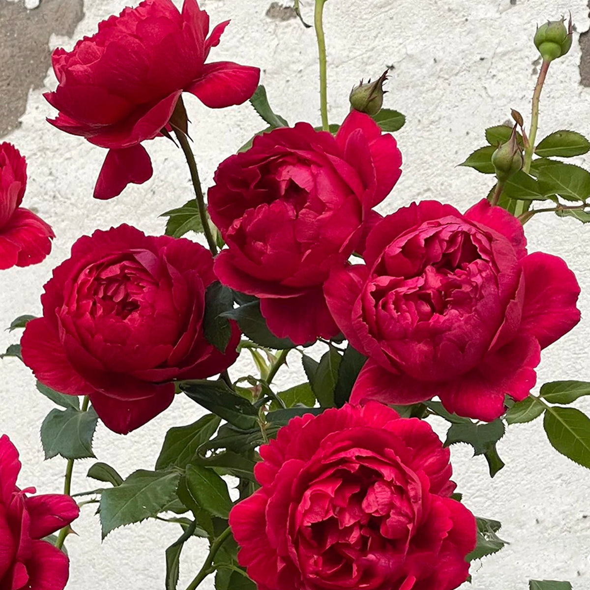 Ligare Japanese Garden Shrub Rose