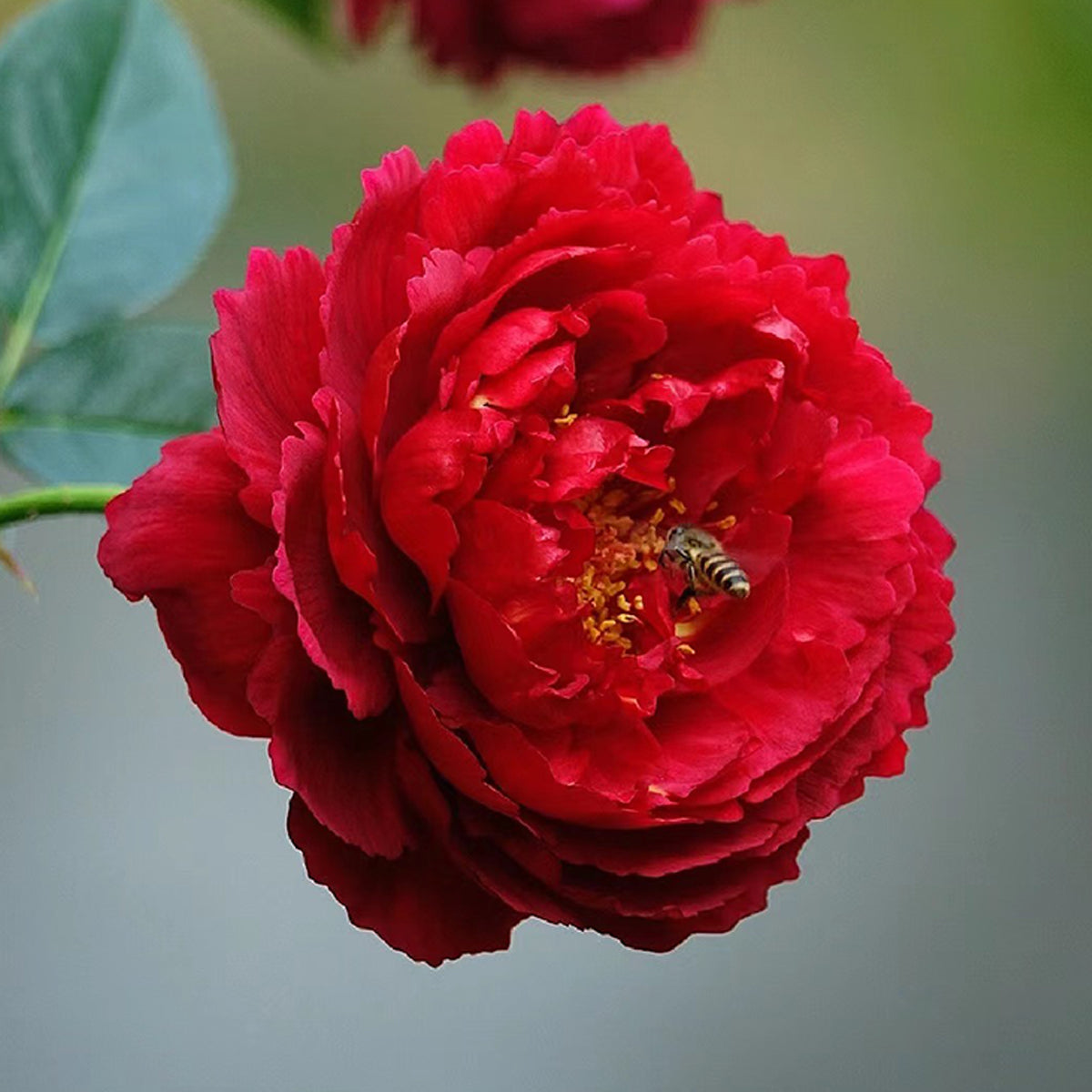 Ligare Japanese Garden Shrub Rose