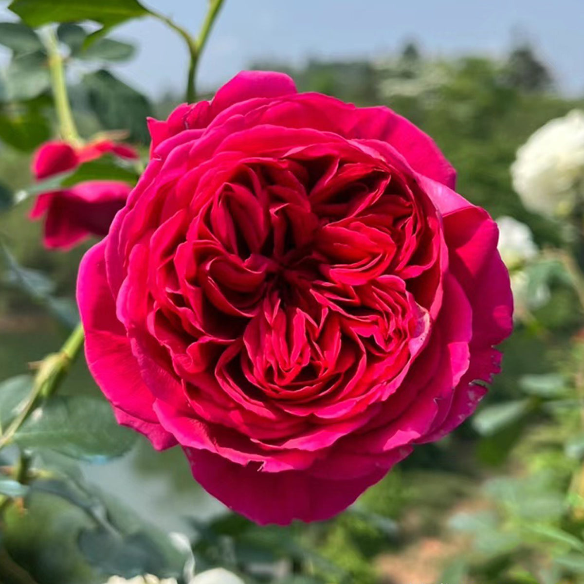 Ligare Japanese Garden Shrub Rose