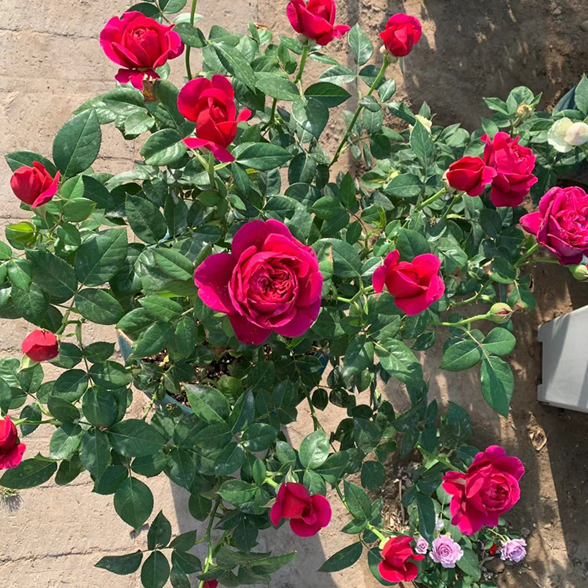 Ligare Japanese Garden Shrub Rose