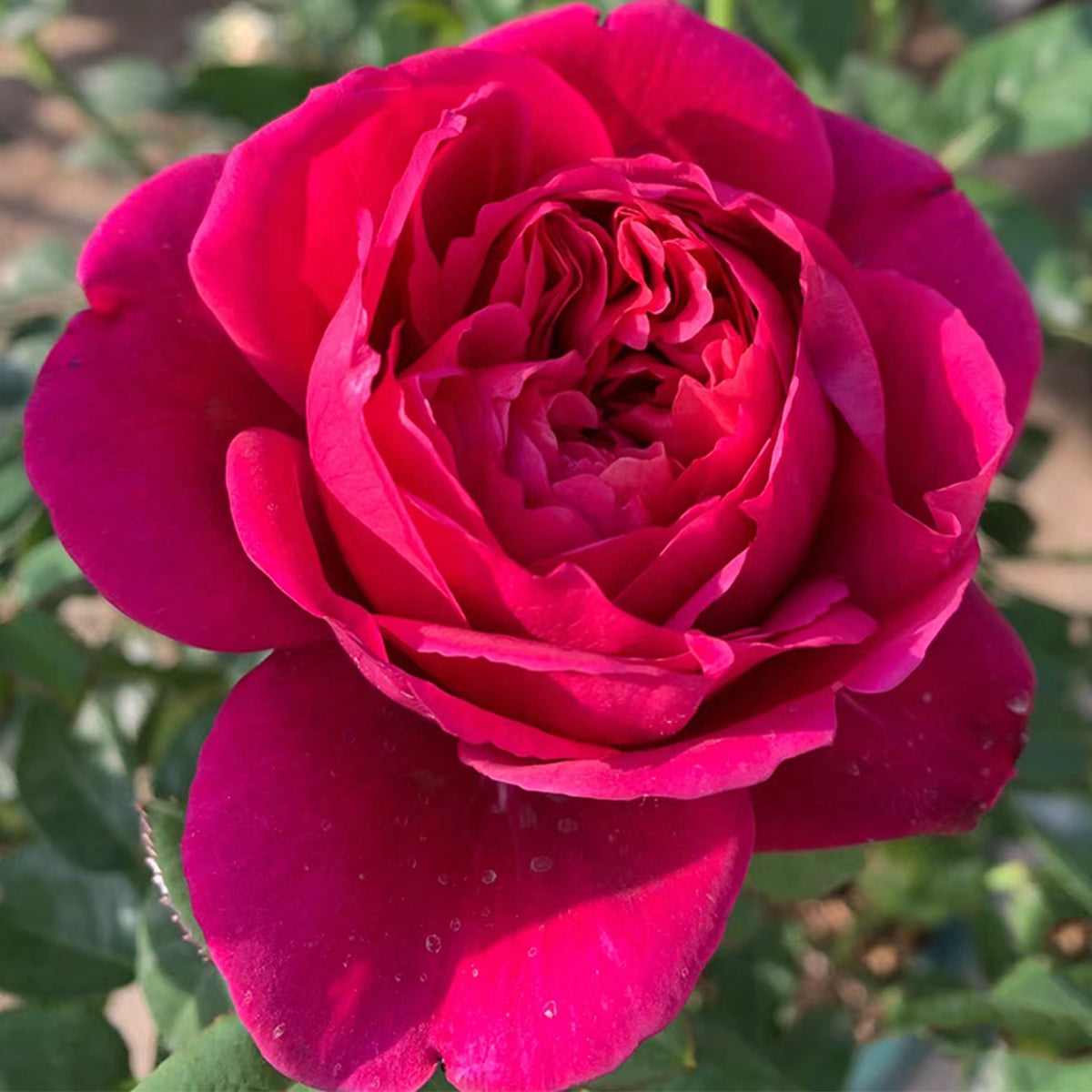 Ligare Japanese Garden Shrub Rose