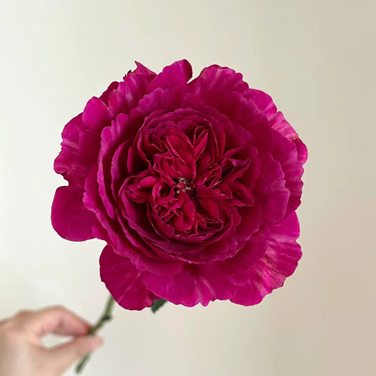 Ligare Japanese Garden Shrub Rose