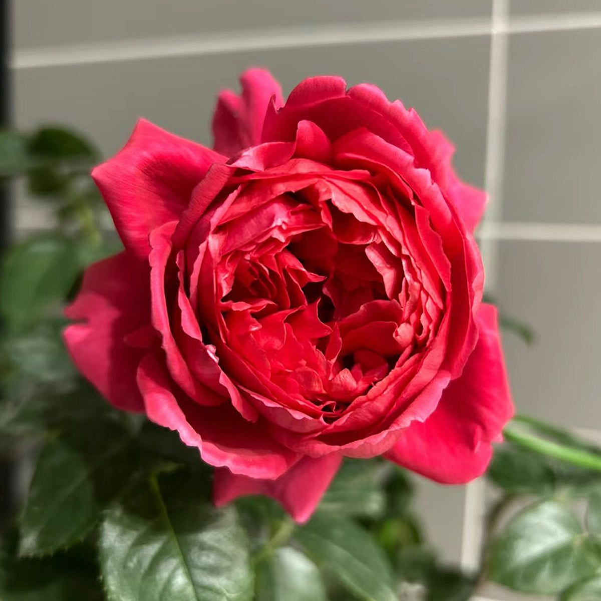 Ligare Japanese Garden Shrub Rose