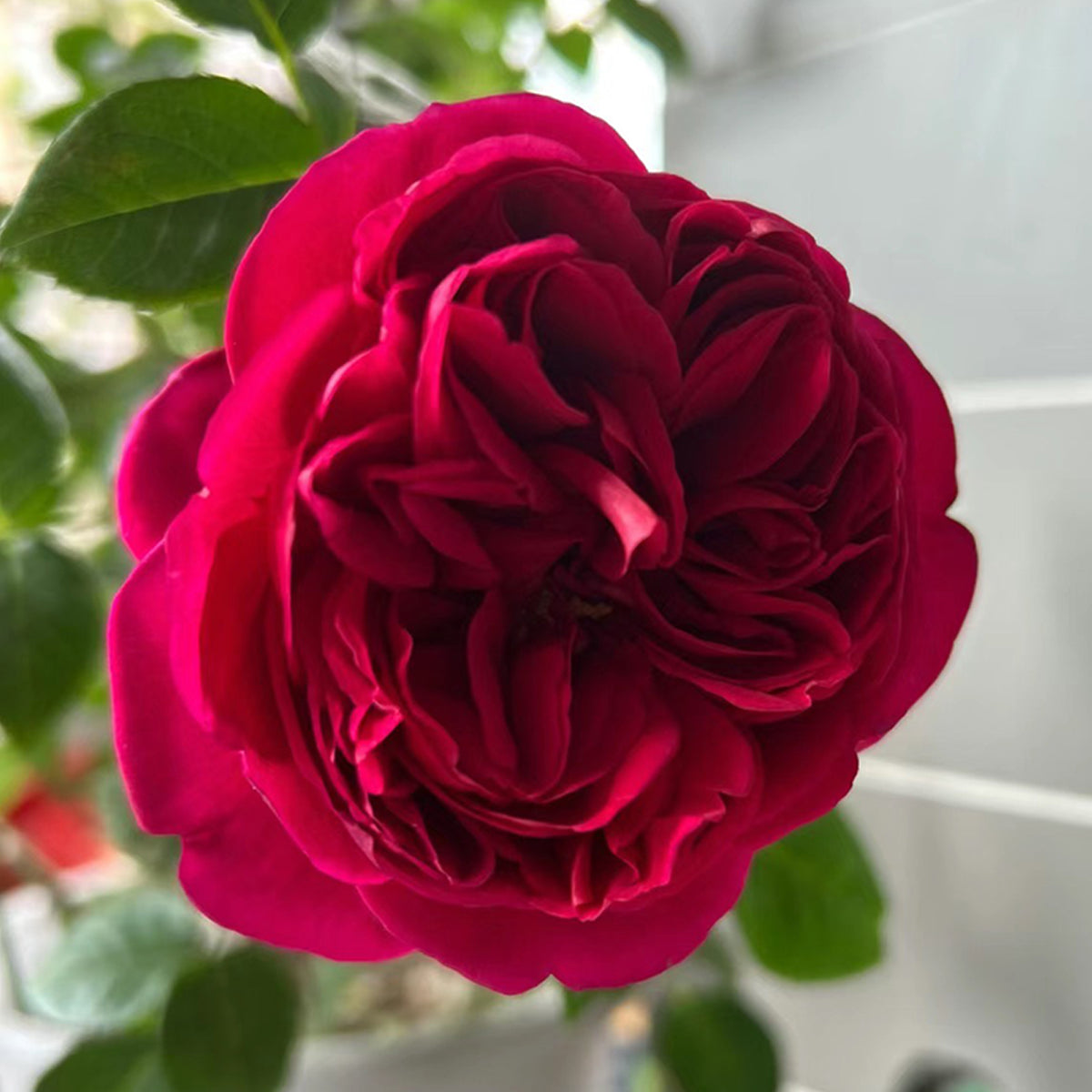 Ligare Japanese Garden Shrub Rose