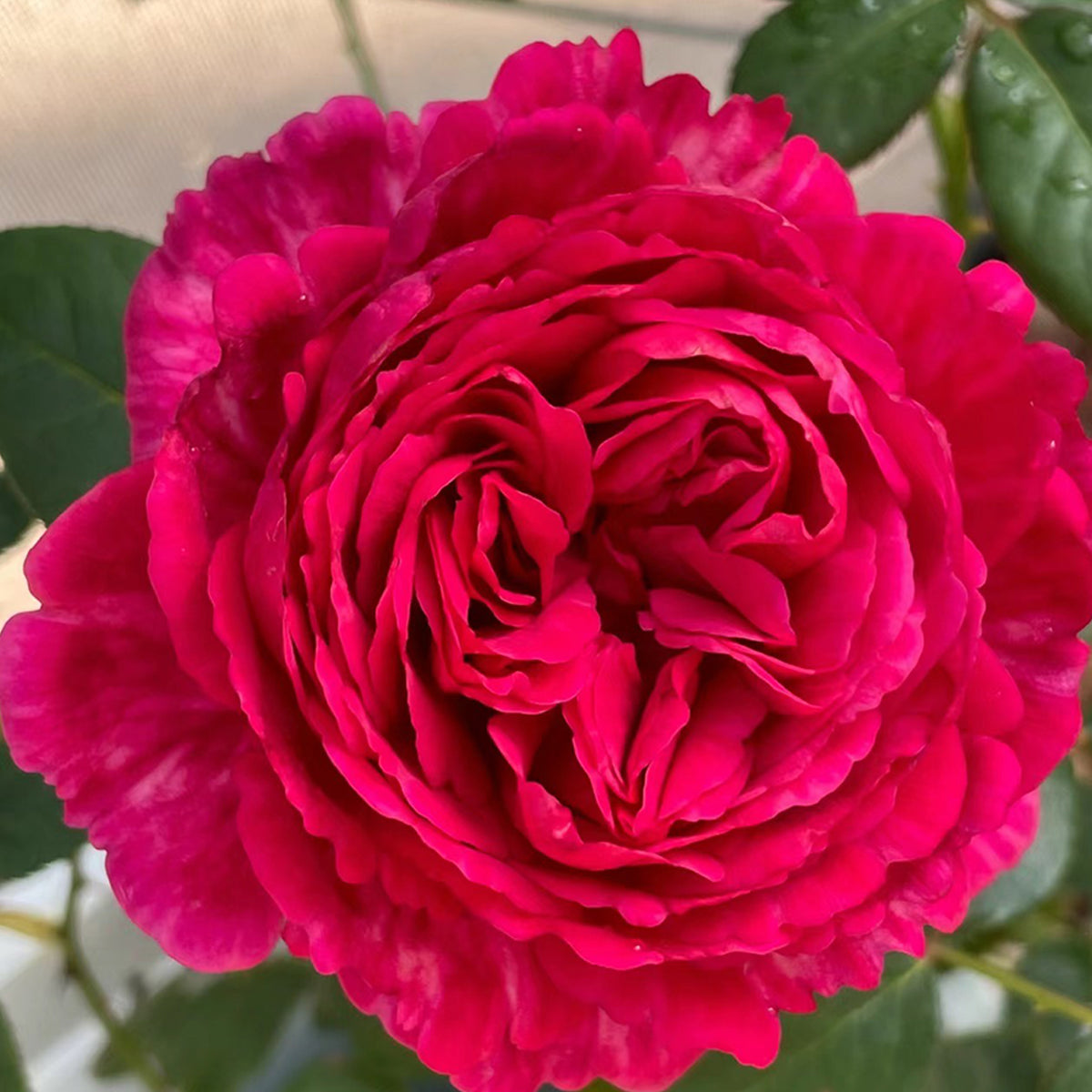 Ligare Japanese Garden Shrub Rose