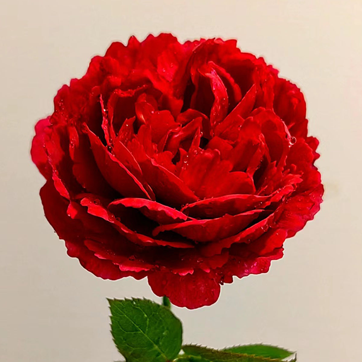 Ligare Japanese Garden Shrub Rose