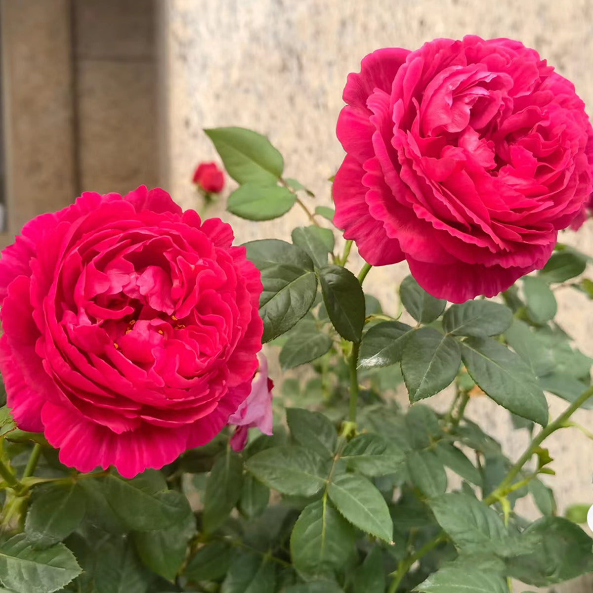 Ligare Japanese Garden Shrub Rose