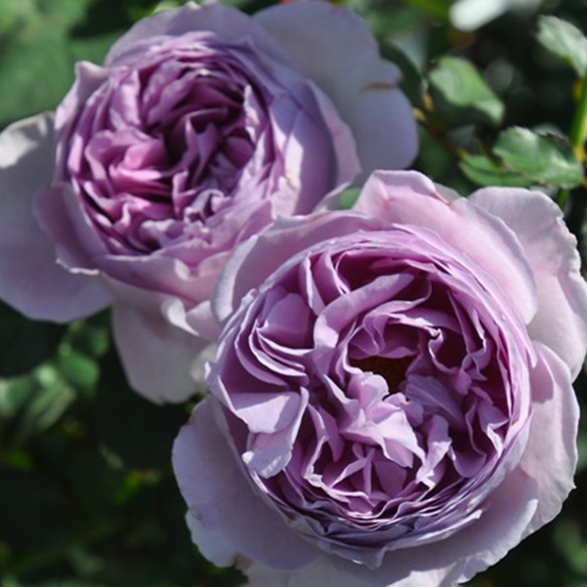 Lilas Japanese Florist Shrub Rose