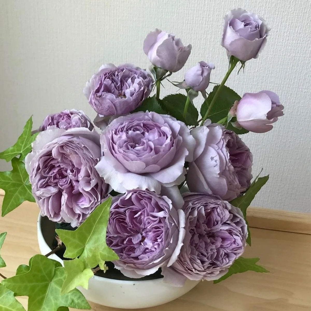 Lilas Japanese Florist Shrub Rose