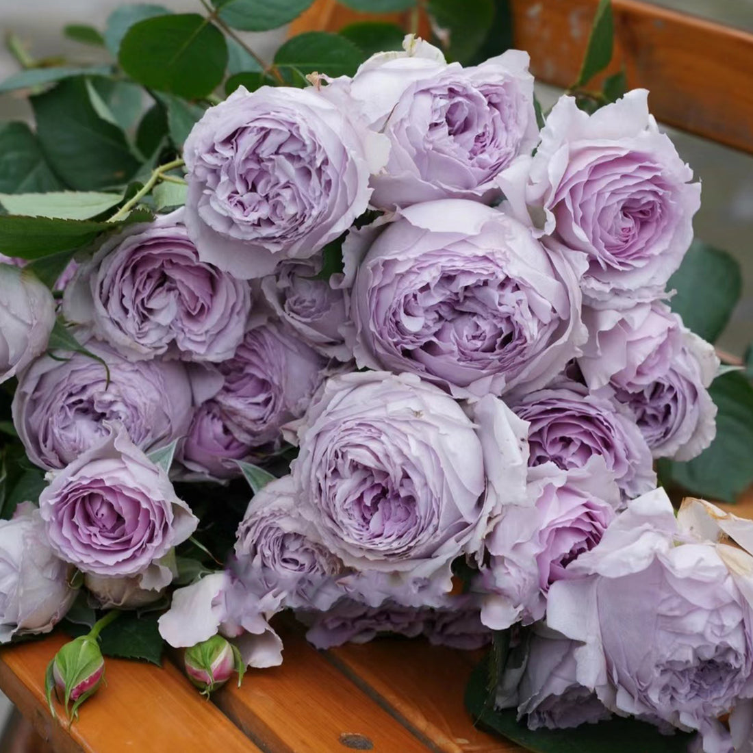 Lilas Japanese Florist Shrub Rose