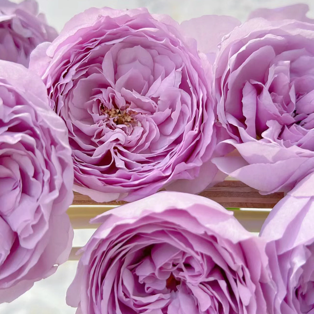 Lilas Japanese Florist Shrub Rose
