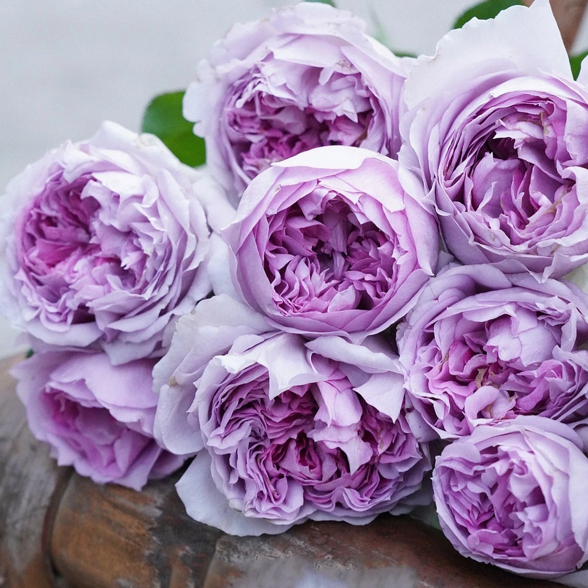 Lilas Japanese Florist Shrub Rose