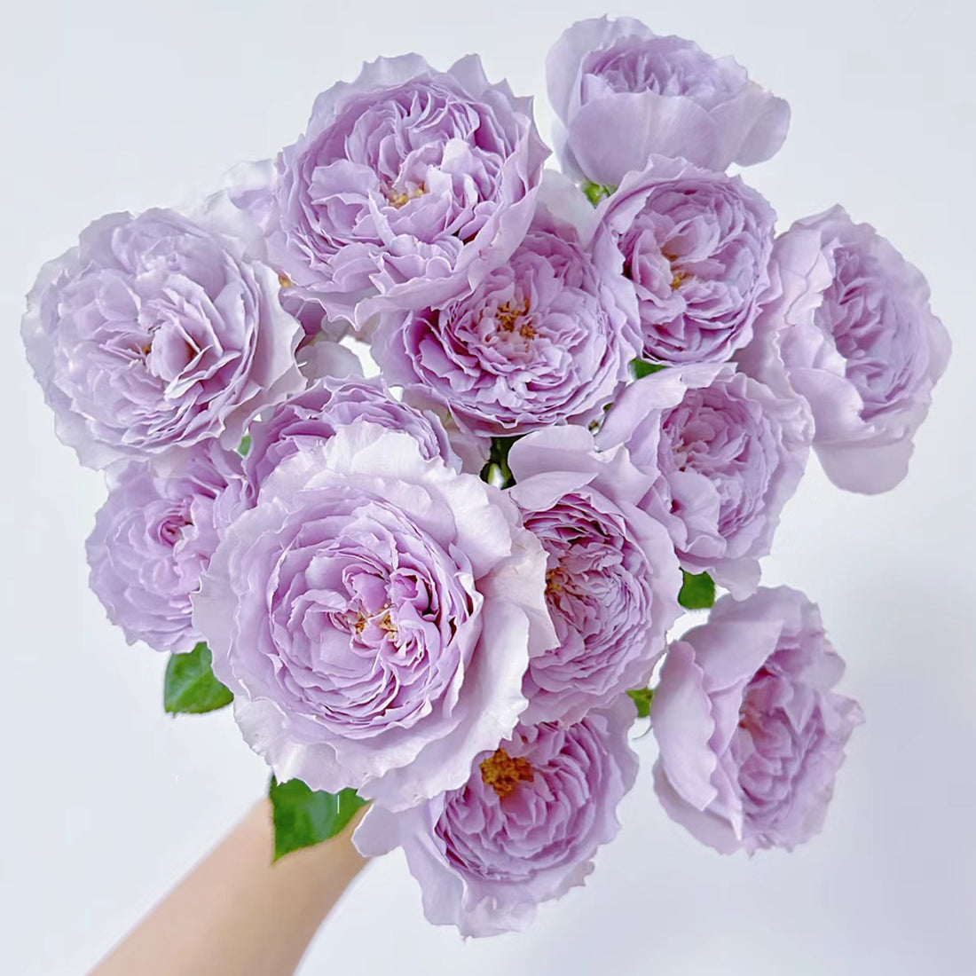 Lilas Japanese Florist Shrub Rose