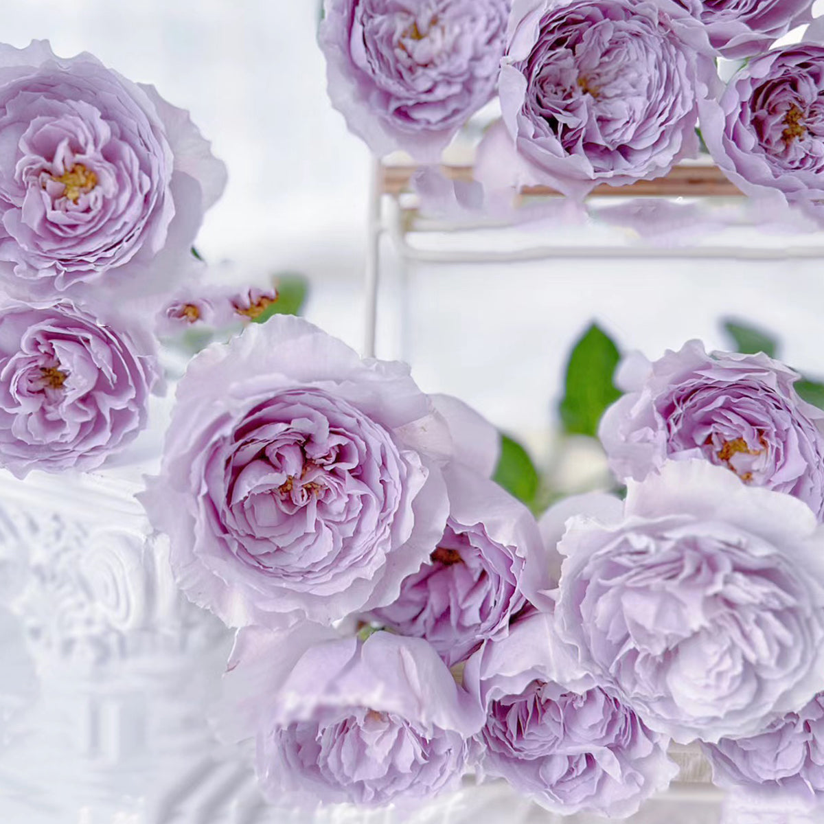 Lilas Japanese Florist Shrub Rose