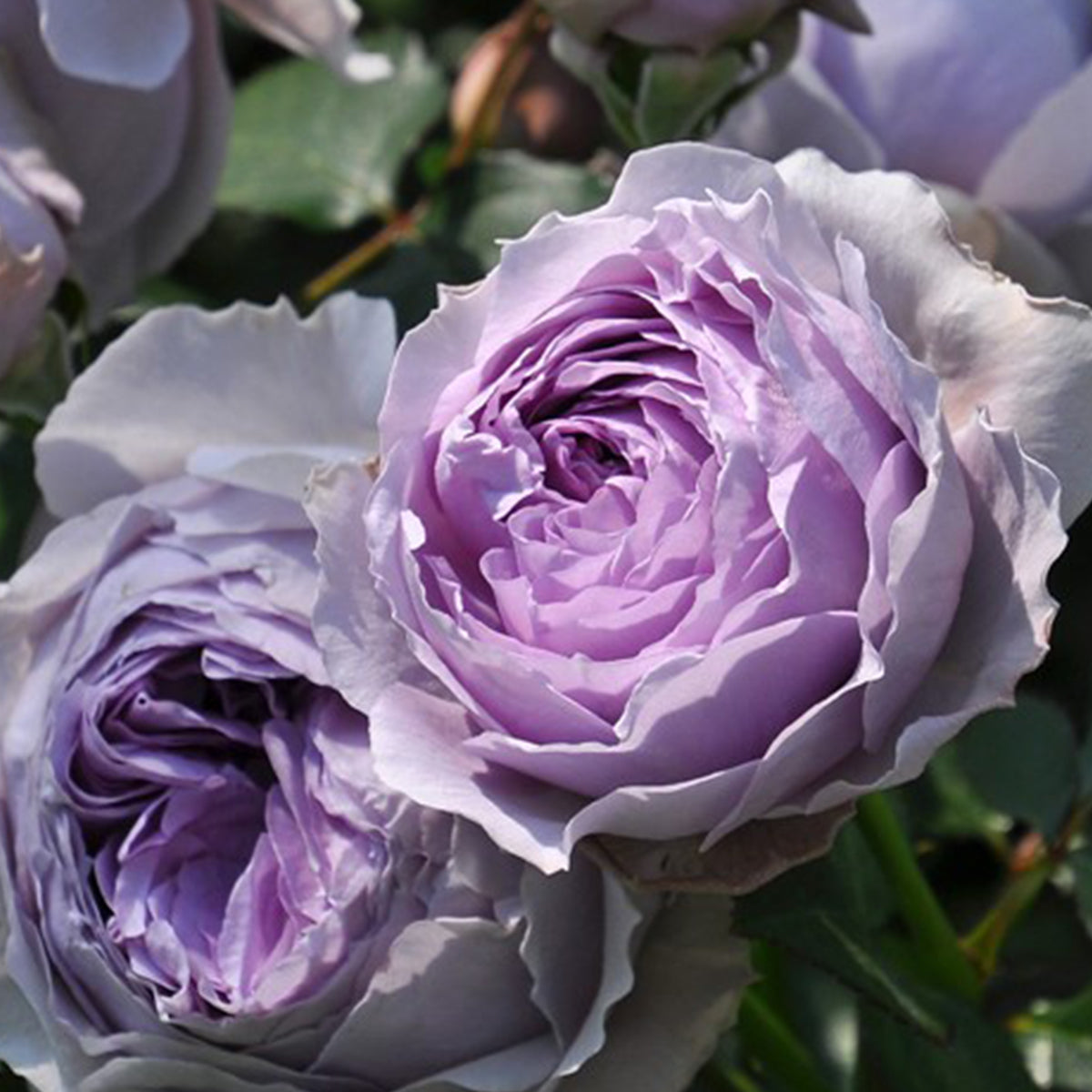 Lilas Japanese Florist Shrub Rose