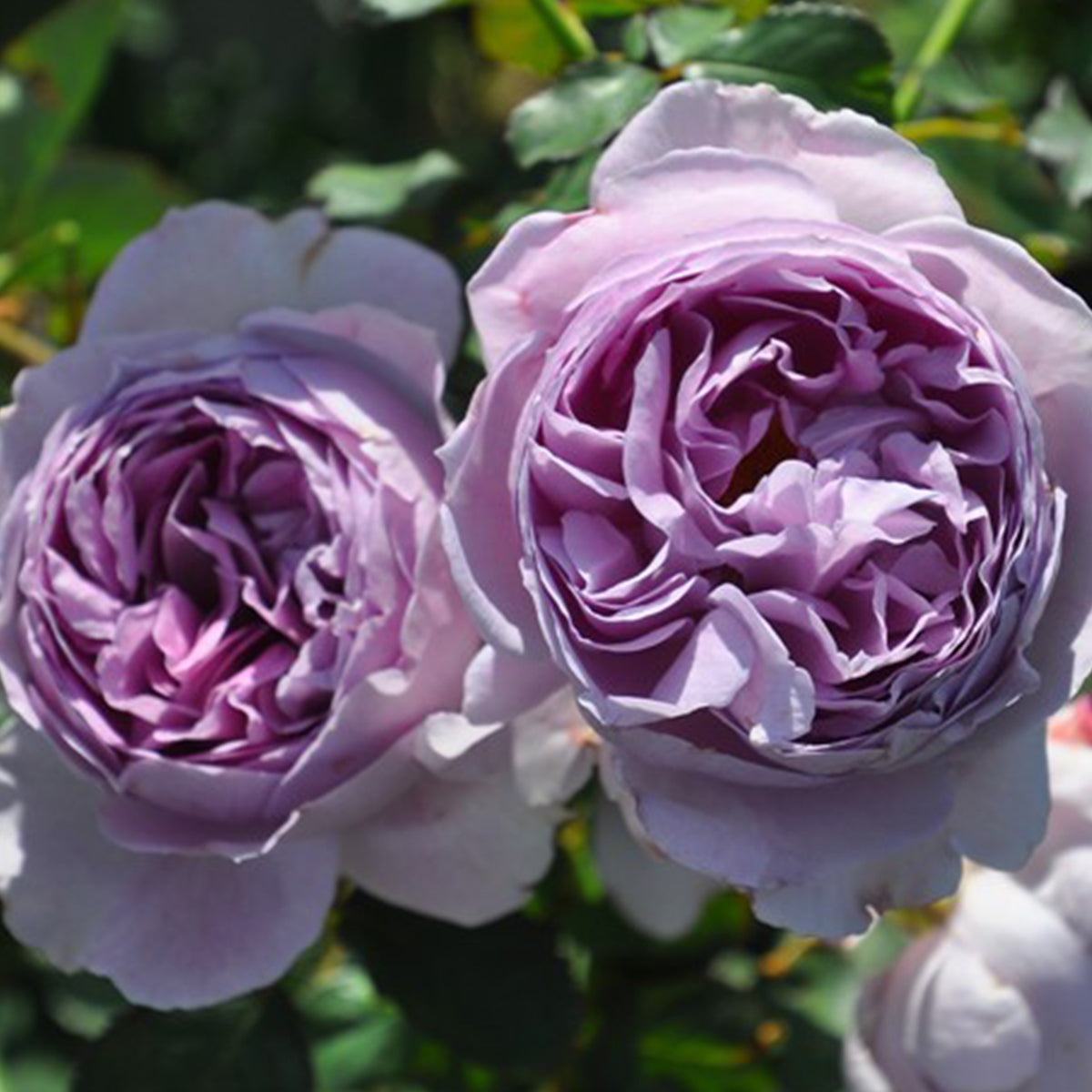 Lilas Japanese Florist Shrub Rose
