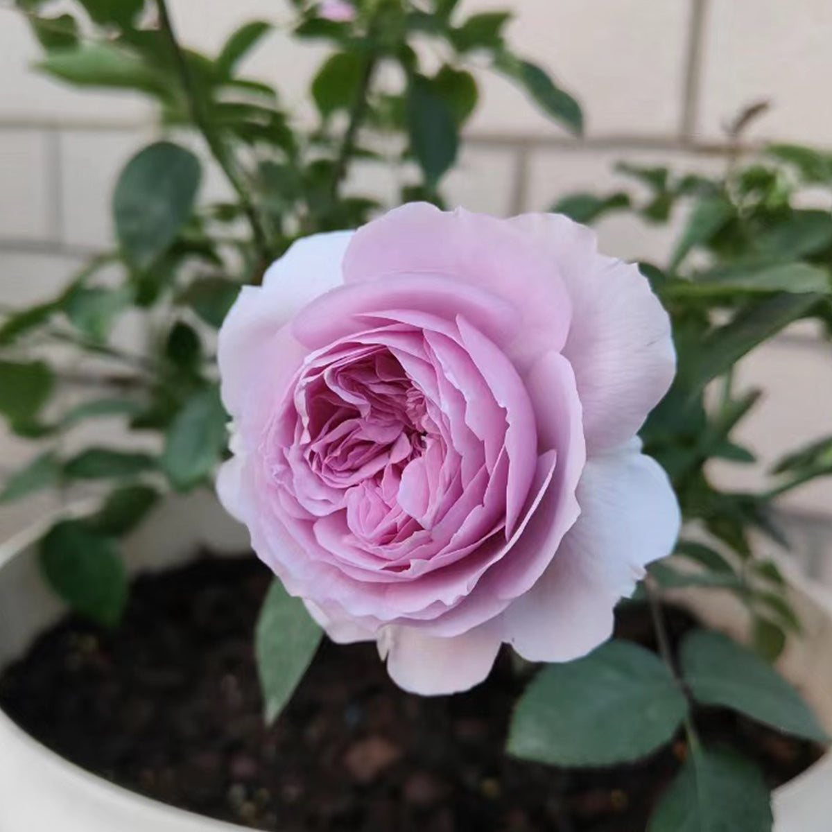 Lilas Japanese Florist Shrub Rose