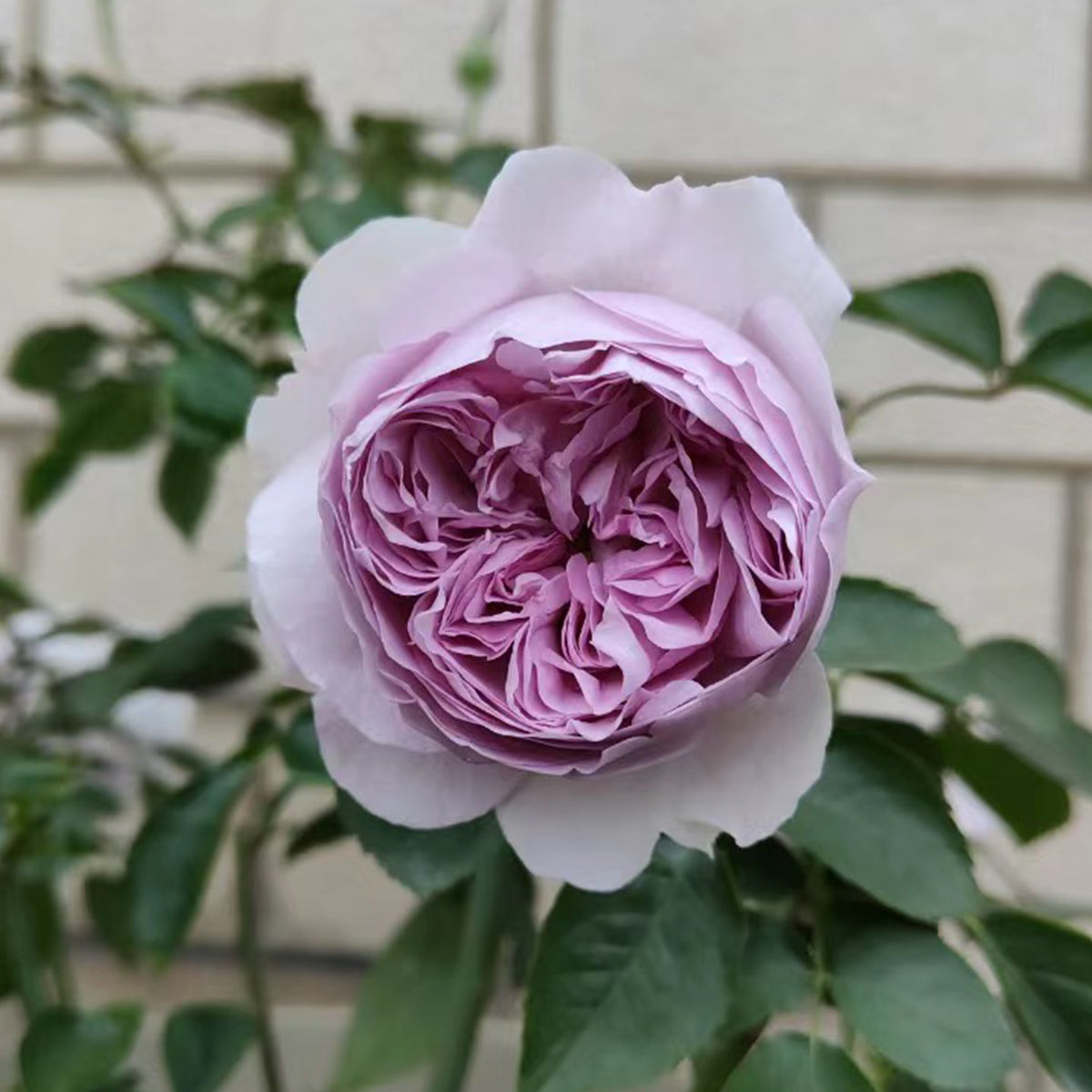 Lilas Japanese Florist Shrub Rose
