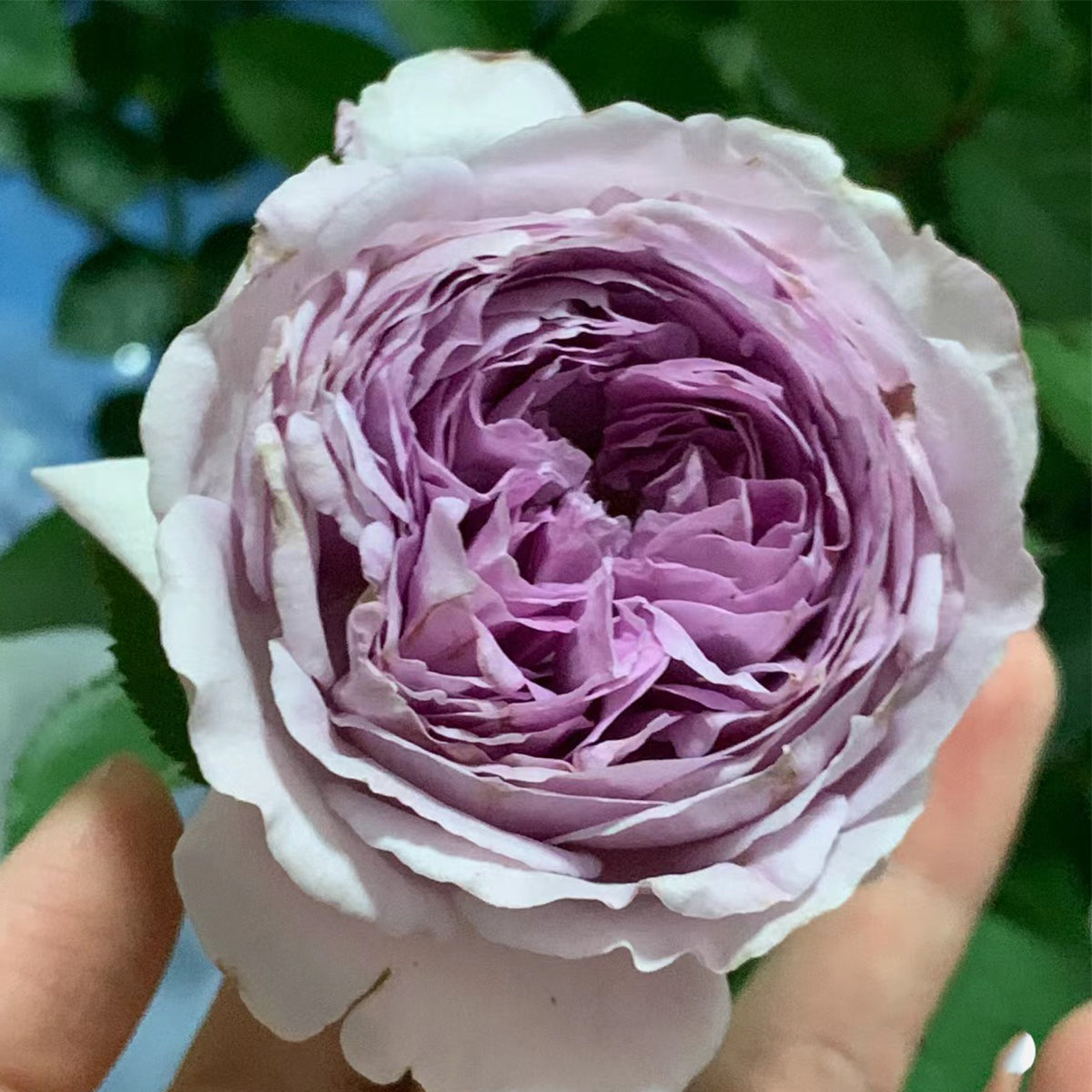 Lilas Japanese Florist Shrub Rose