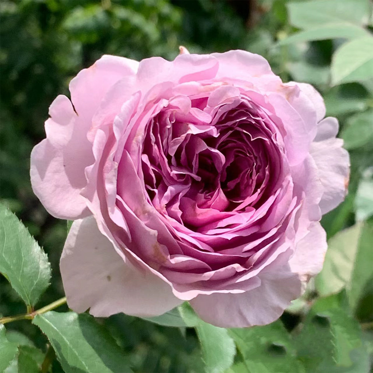 Lilas Japanese Florist Shrub Rose