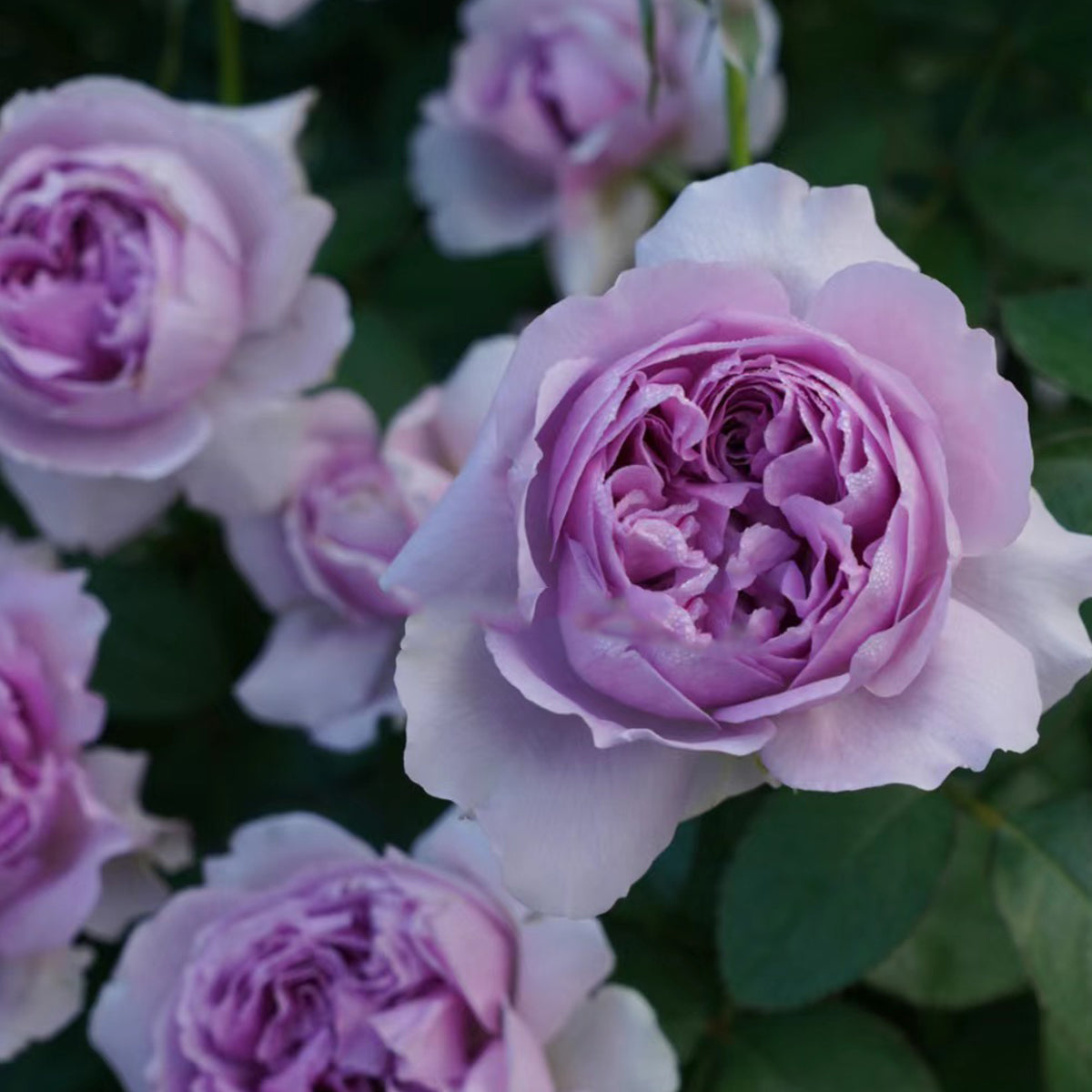 Lilas Japanese Florist Shrub Rose