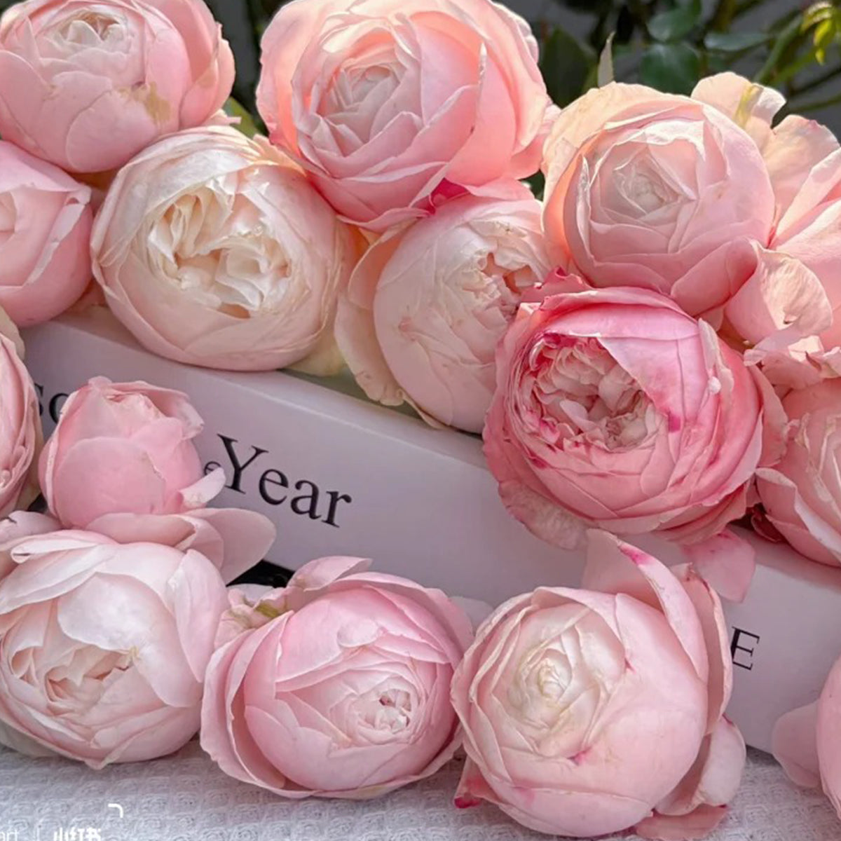 Lollipink Chinese Florist Shrub Rose
