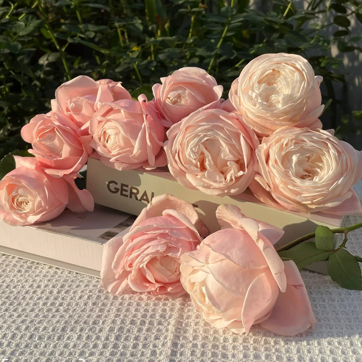 Lollipink Chinese Florist Shrub Rose