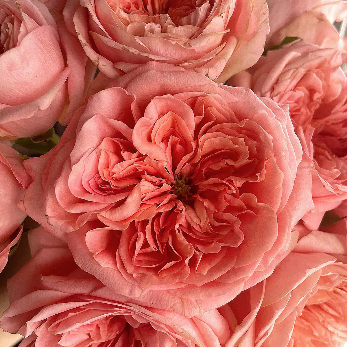 London Eye Dutch Florist Shrub Rose
