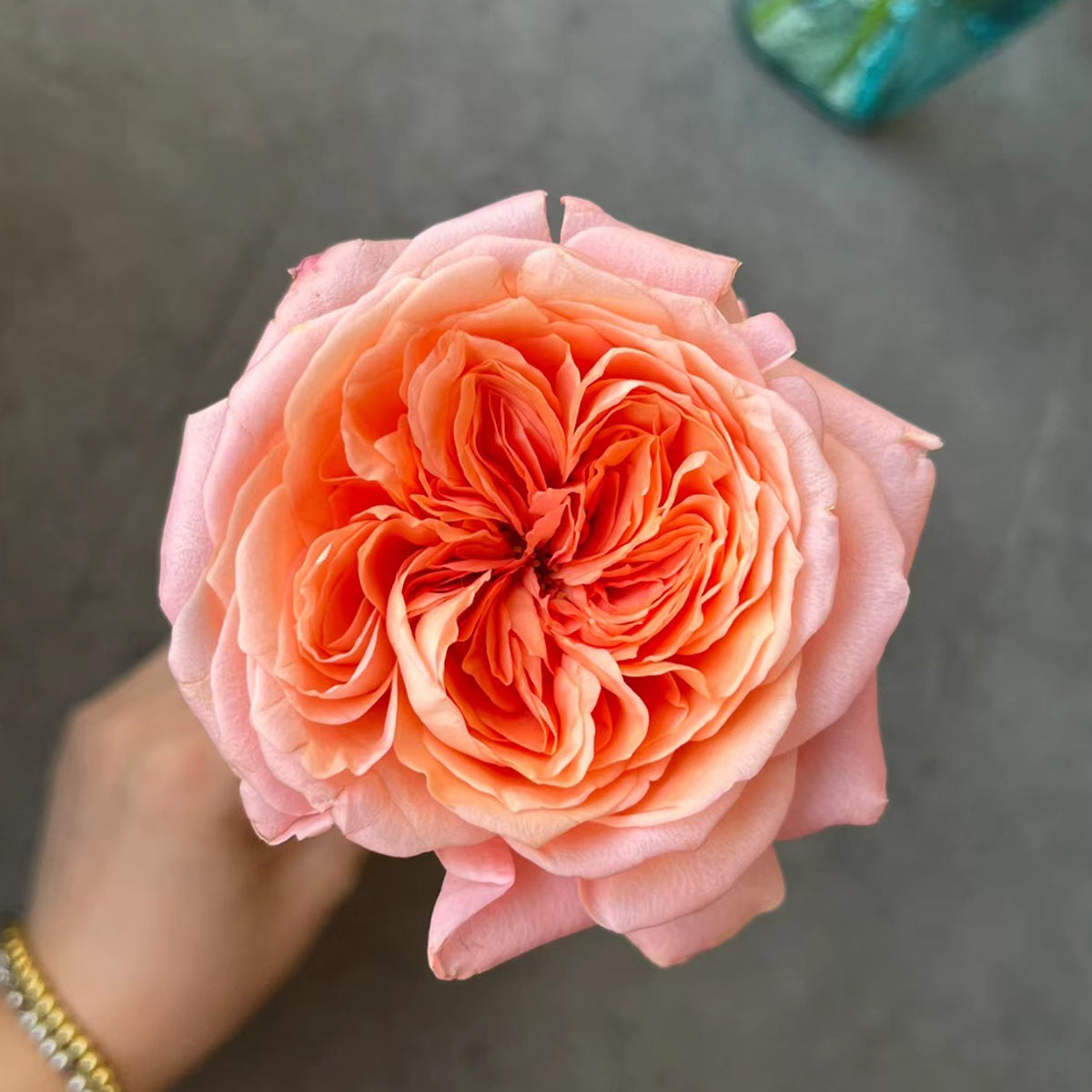 London Eye Dutch Florist Shrub Rose