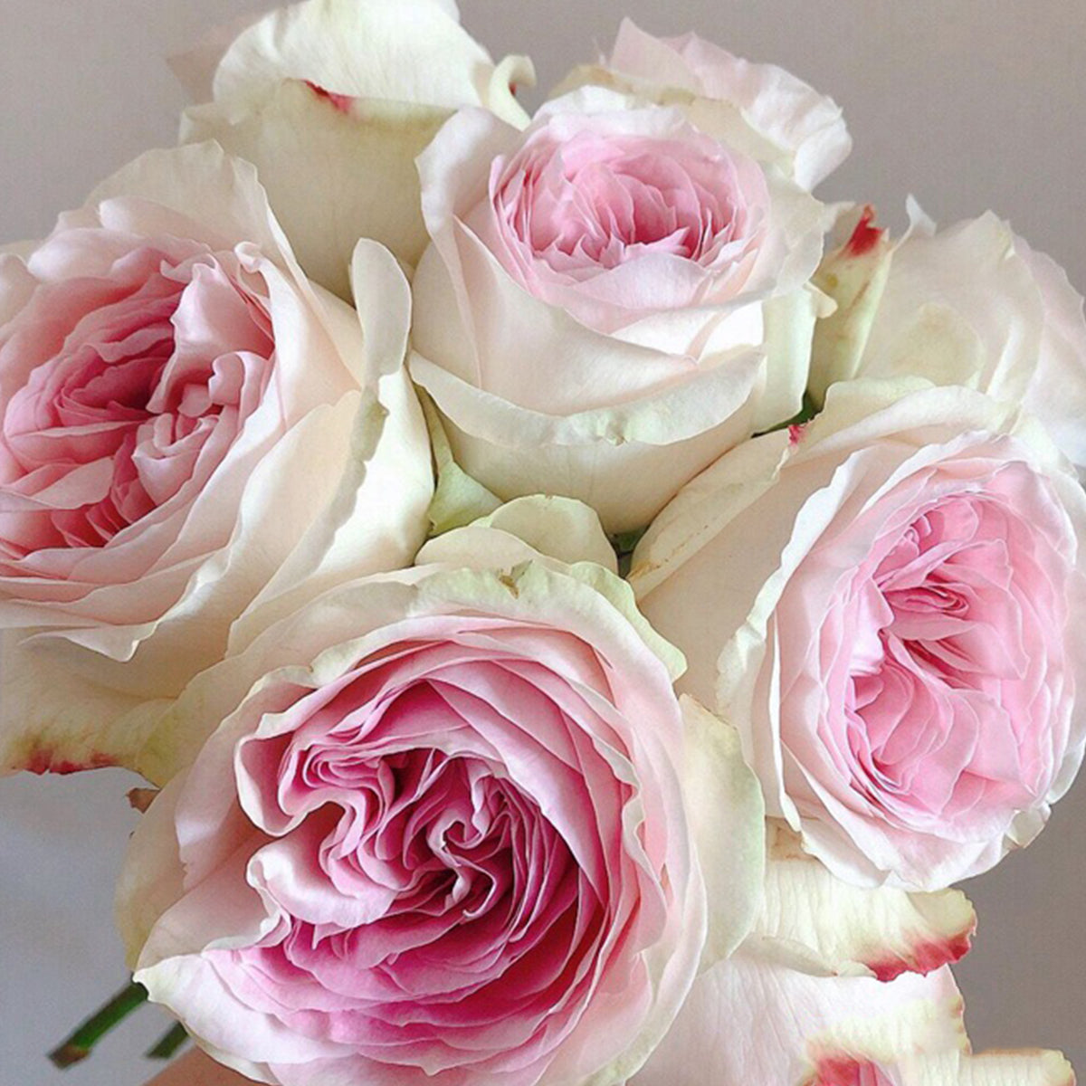 Lorena Summerhouse Dutch Florist Shrub Rose