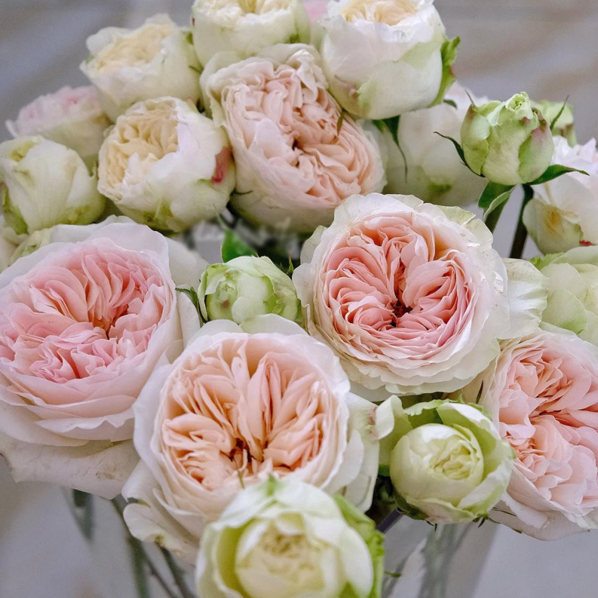 Lorena Summerhouse Dutch Florist Shrub Rose