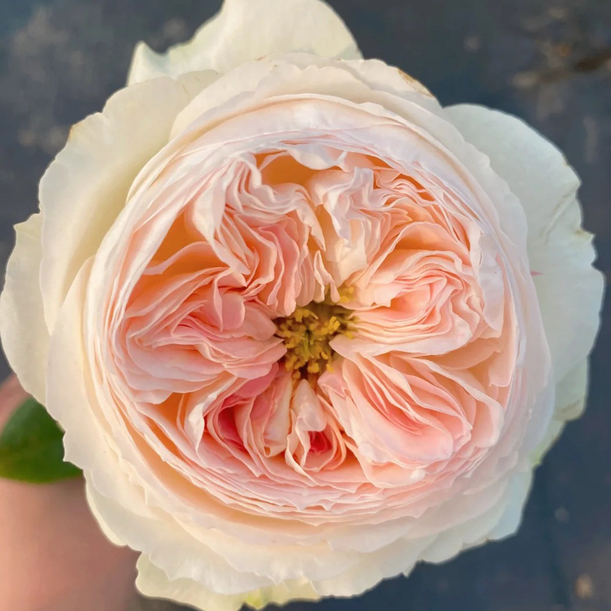 Lorena Summerhouse Dutch Florist Shrub Rose
