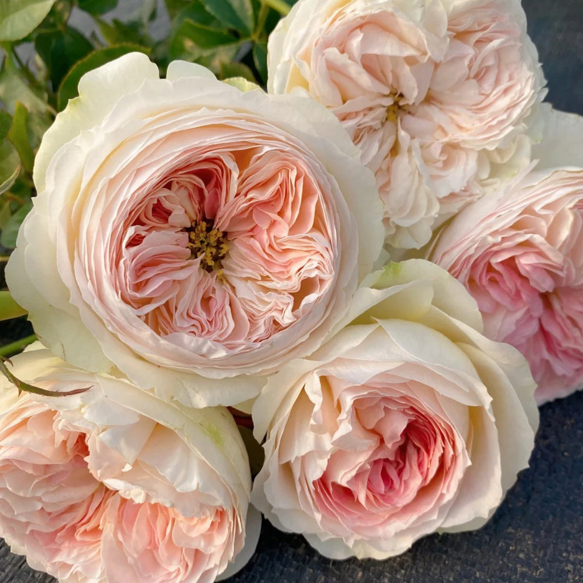 Lorena Summerhouse Dutch Florist Shrub Rose