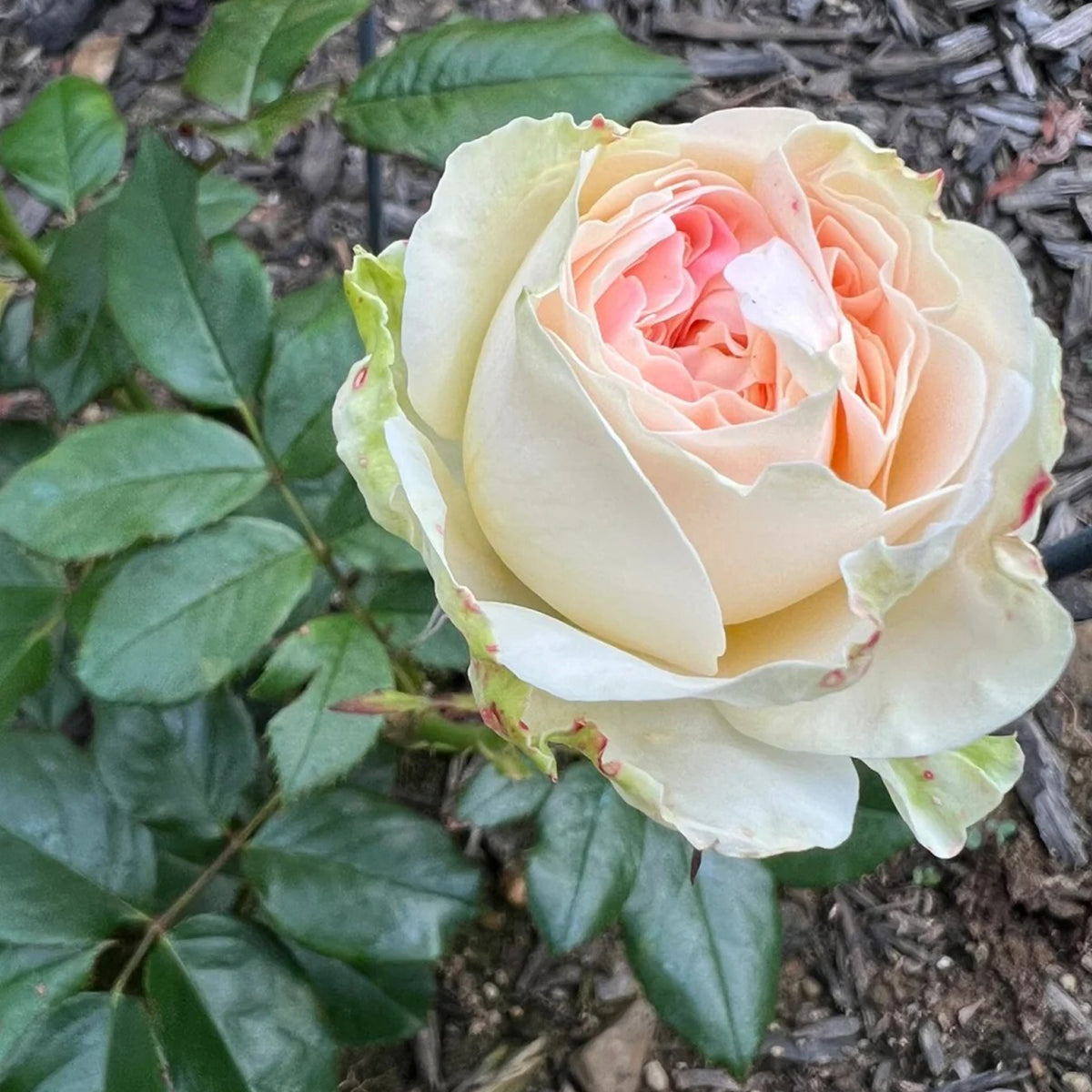 Lorena Summerhouse Dutch Florist Shrub Rose