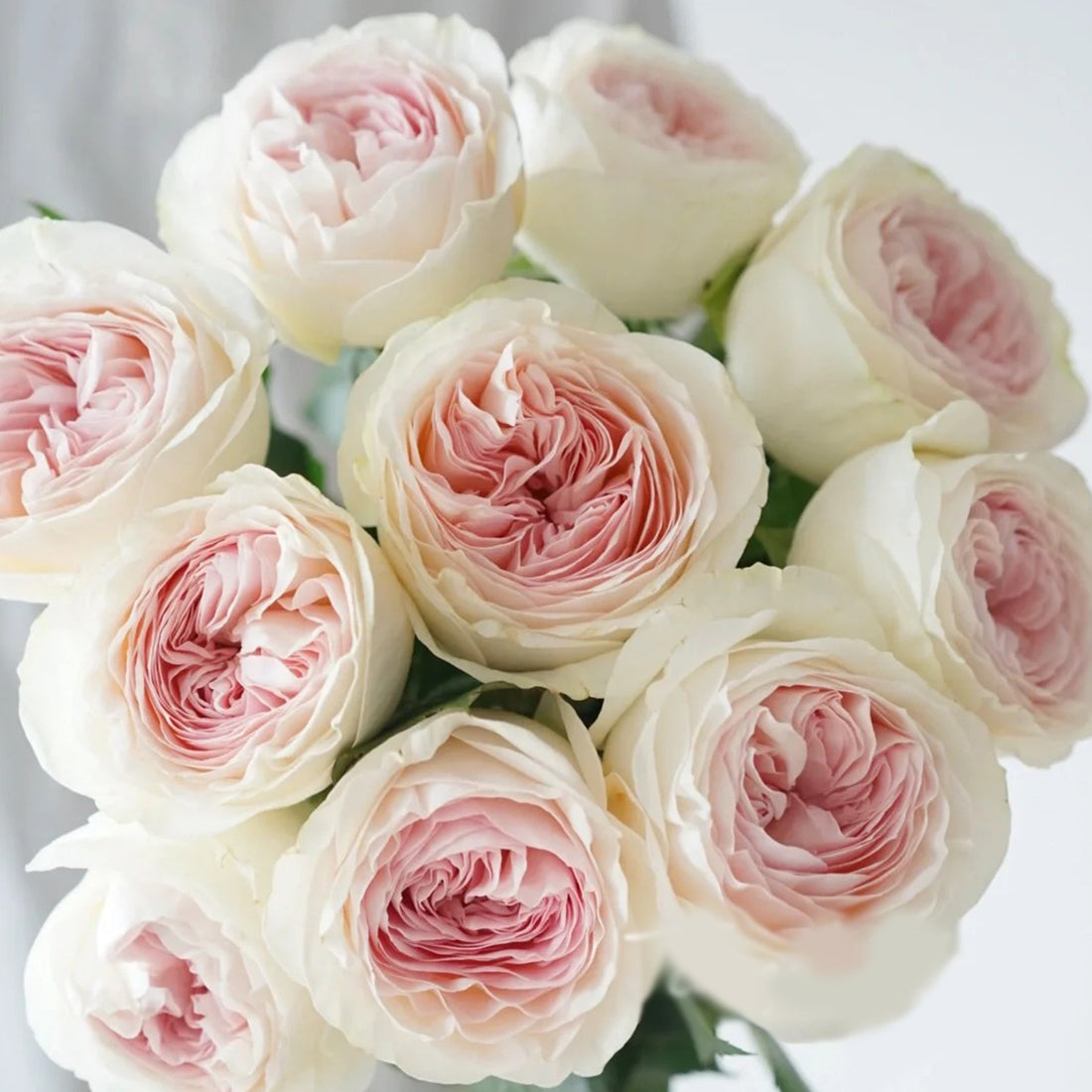 Lorena Summerhouse Dutch Florist Shrub Rose