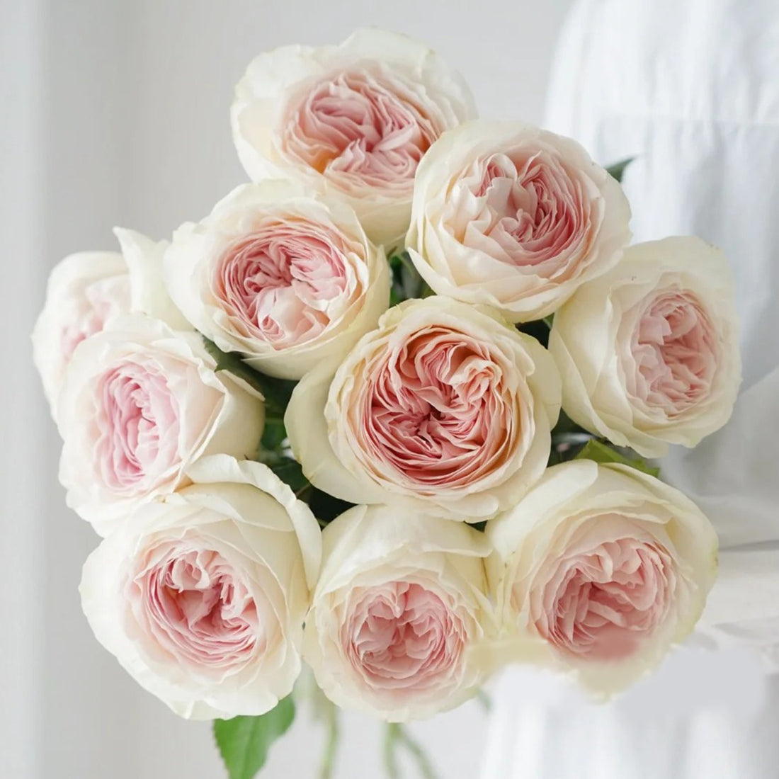Lorena Summerhouse Dutch Florist Shrub Rose
