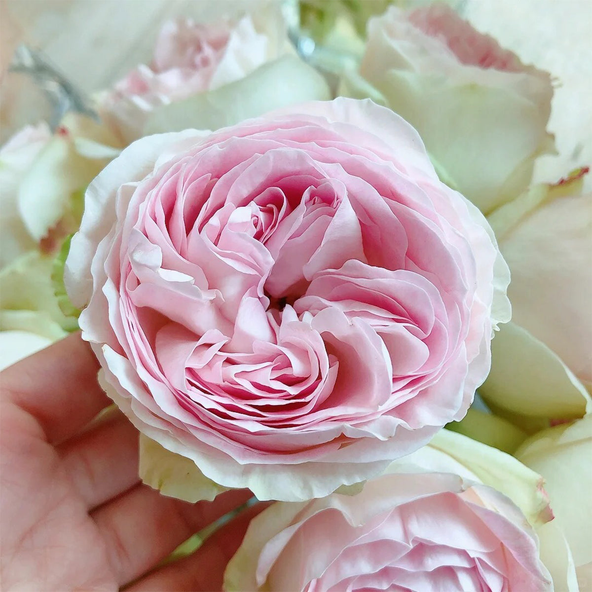 Lorena Summerhouse Dutch Florist Shrub Rose