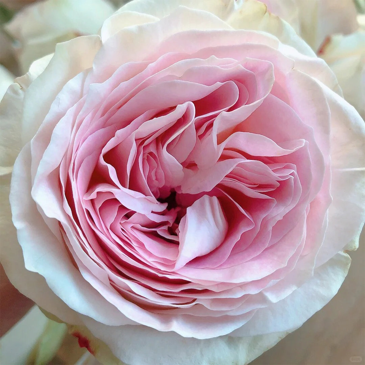 Lorena Summerhouse Dutch Florist Shrub Rose