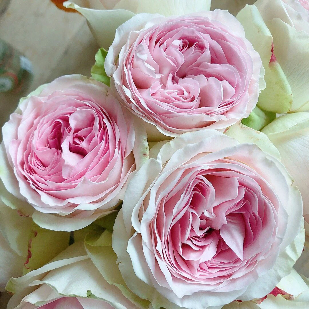 Lorena Summerhouse Dutch Florist Shrub Rose